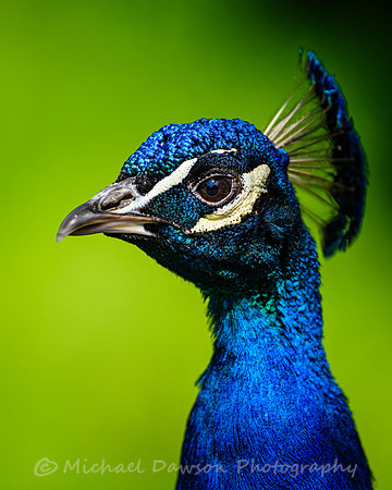 Peacock (male)