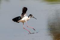 Black-necked Stilt