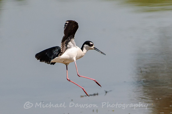 Black-necked Stilt