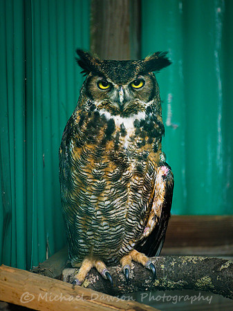 Great Horned Owl