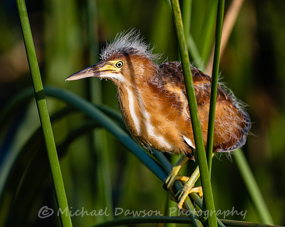 Least Bittern (fledgling)