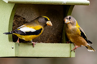Evening Grosbeak (male and female)