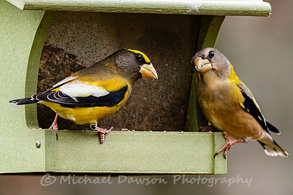 Evening Grosbeak (male and female)