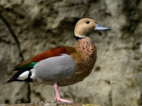 Ringed Teal