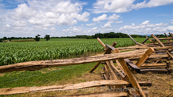 Views of the Cornfield