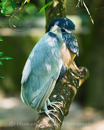 Boat-billed Heron