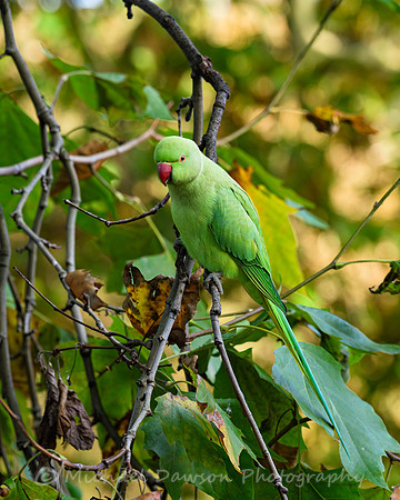 Rose-ringed Parakeet