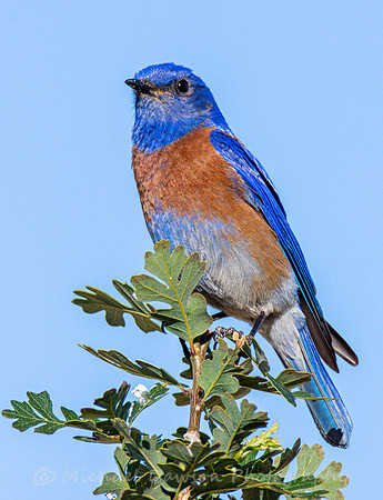 Western Bluebird (male)