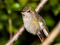 Anna's Hummingbird