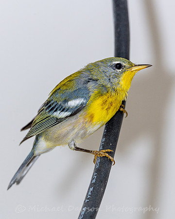 Northern Parula