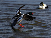 Red-breasted Merganser