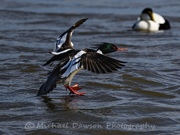 Red-breasted Merganser