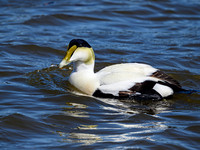 Common Eider