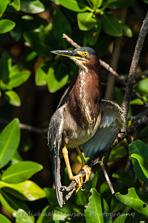 Green Heron