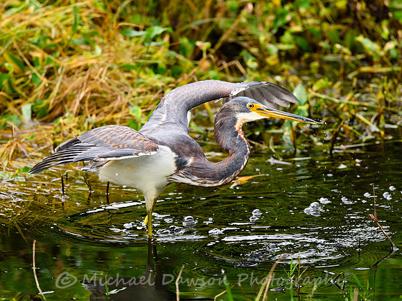 Tricolored Heron
