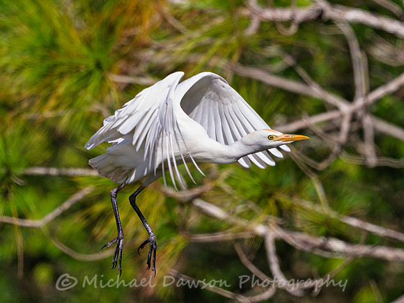 Cattle Egret