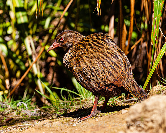 Weka
