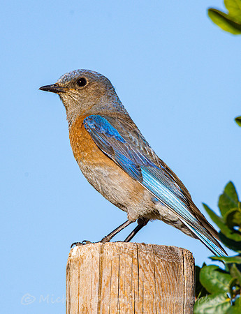 Western Bluebird (female)