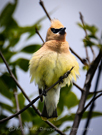 Cedar Waxwing