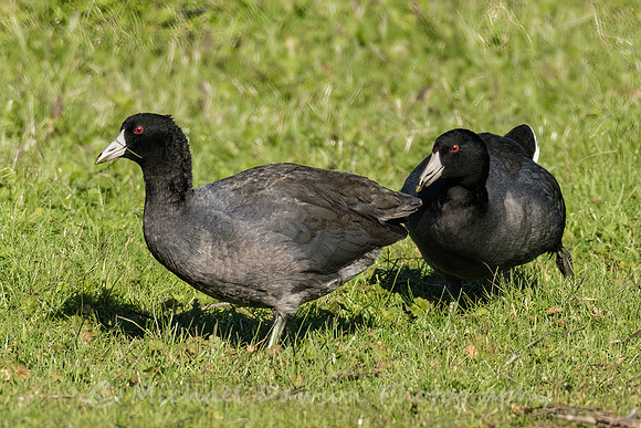 American Coot