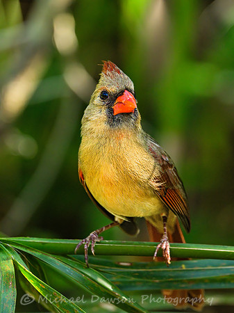 Northern Cardinal (female)