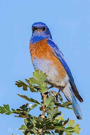 Western Bluebird (male)