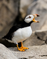 Horned Puffin