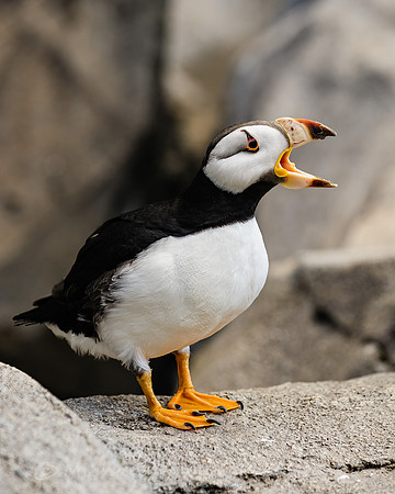 Horned Puffin