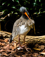 American Oystercatcher