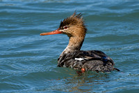 Red-breasted Merganser