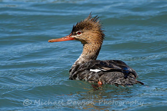 Red-breasted Merganser