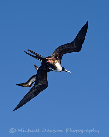 Magnificent Frigatebird