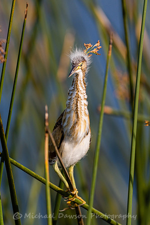 Least Bittern (fledgling)