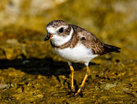 Semipalmated Plover