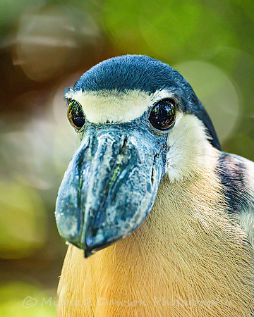 Boat-billed Heron
