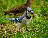 Blue Jay