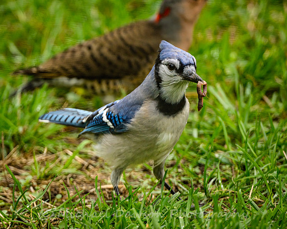 Blue Jay
