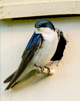 Tree Swallow