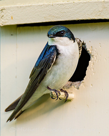 Tree Swallow