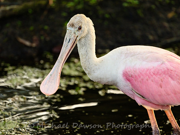 Roseate Spoonbill