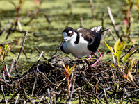 Black-necked Stilt