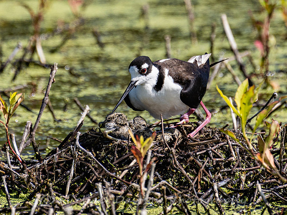 Black-necked Stilt