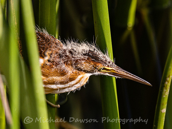Least Bittern (fledgling)